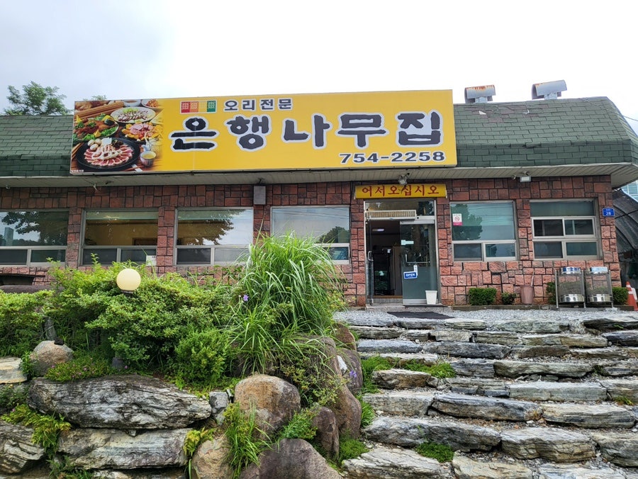 은행나무집 사진 2