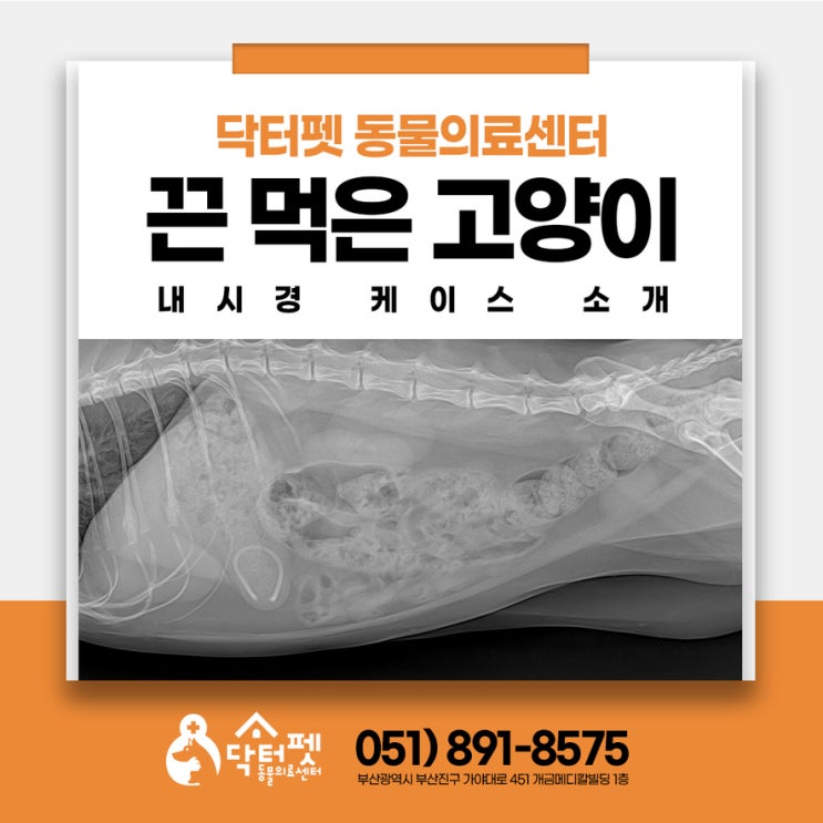  엑스레이에서 끈이 보여요? 3살 고양이 위내시경 이물 제거 24시 동물병원