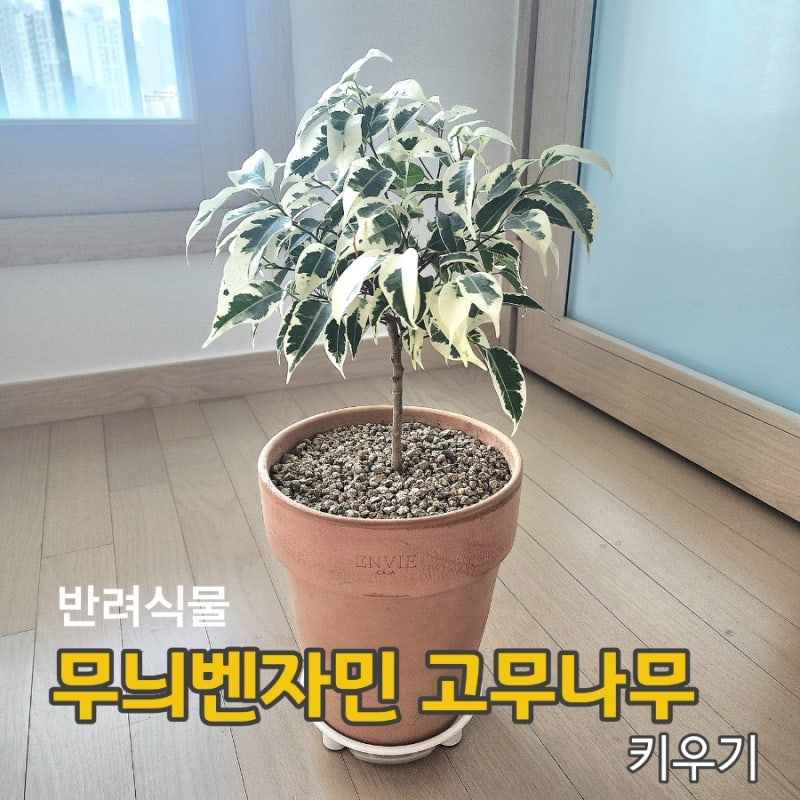 초보 식집사의 반려식물 무늬 벤자민 고무나무 키우는 방법
