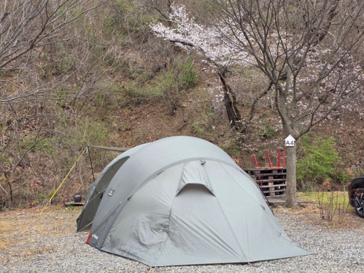  캠핑 8회차(안성 반딧불 캠핑장):어쩌다 보니 벚꽃캠핑