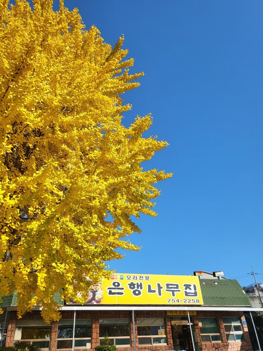 은행나무집 사진 3