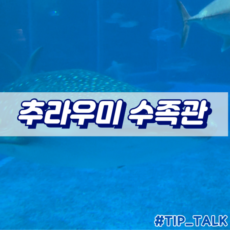  오키나와 추라우미 수족관 주차 입장료 후기