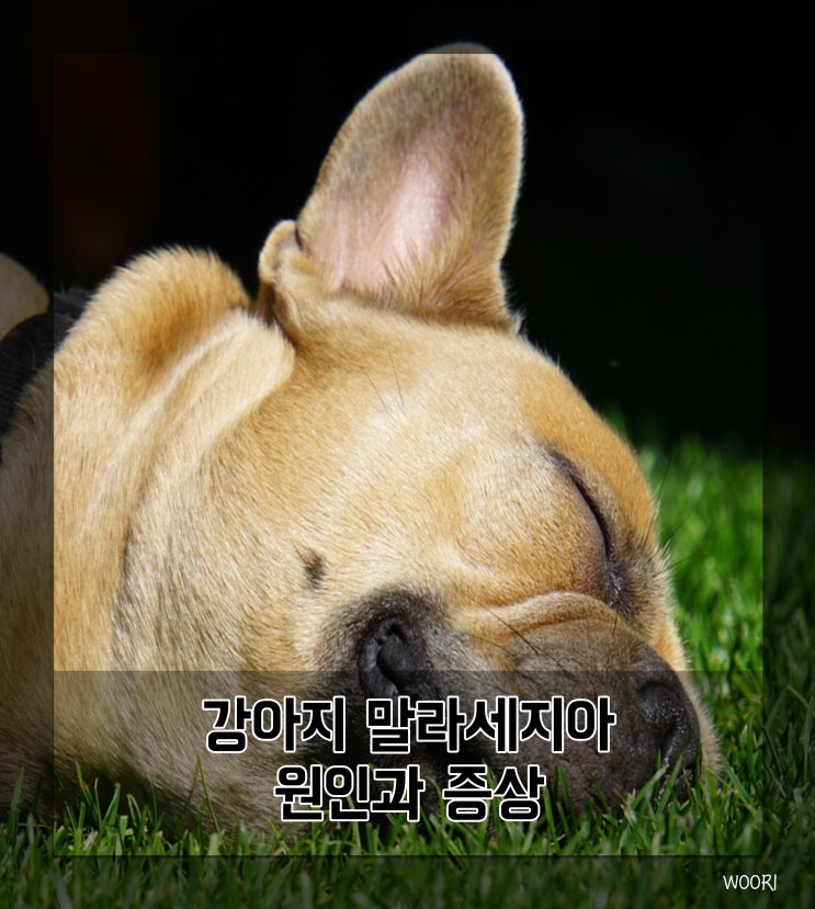  강아지 말라세지아 곰팡이균 피부병 원인과 증상