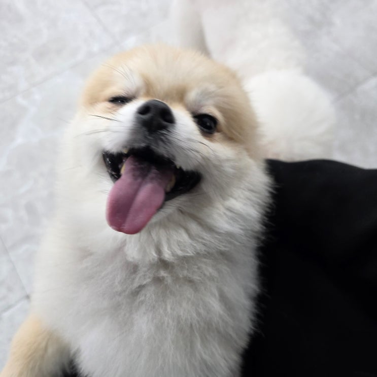  이천애견미용학원 월수강·국비·특별지원 비교 정리