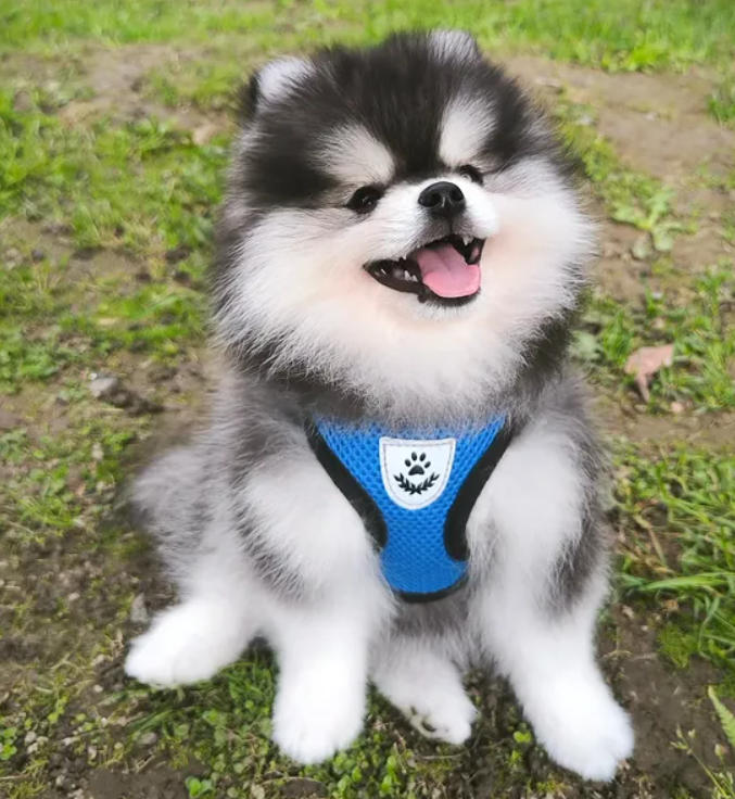  폼스키, 시베리안 허스키 포메를 보면 답이 있어요