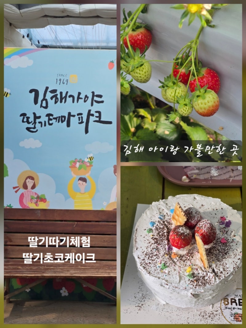 김해 아이와 가볼만한곳, 딸기체험부터 딸기 케이크 만들기까지 김해가야딸기테마파크