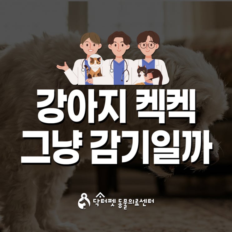  강아지 켁켁 그냥 감기일까