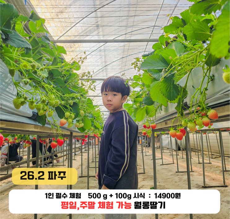  파주 실내 가볼만한곳 월롱딸기체험 농장