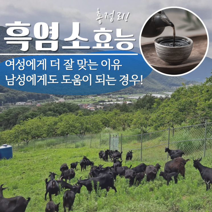  흑염소 효능 여성 남성 부작용 총정리