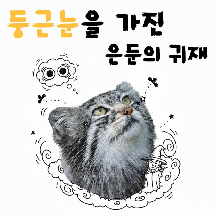  동공이 강아지처럼 동그란 고양이가 있다고?