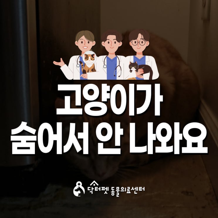  고양이가 구석에 숨어서 안 나와요