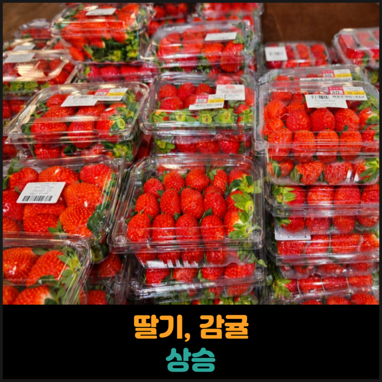  딸기, 감귤 가격 상승
