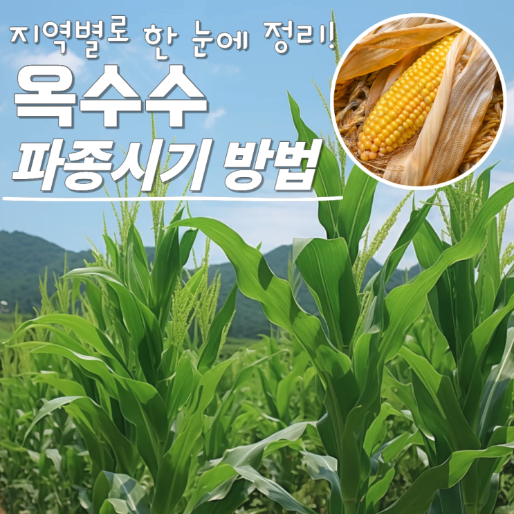  옥수수 파종시기 방법 수확