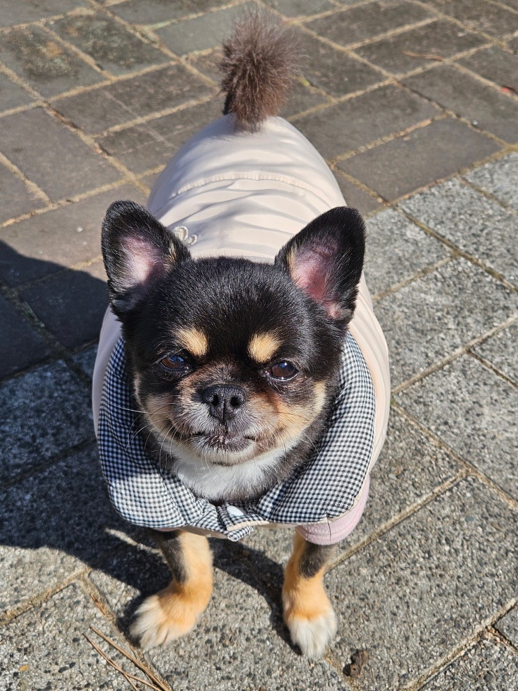 평범한 하루가 특별해지는 순간, 와꾸와의 산책 기록