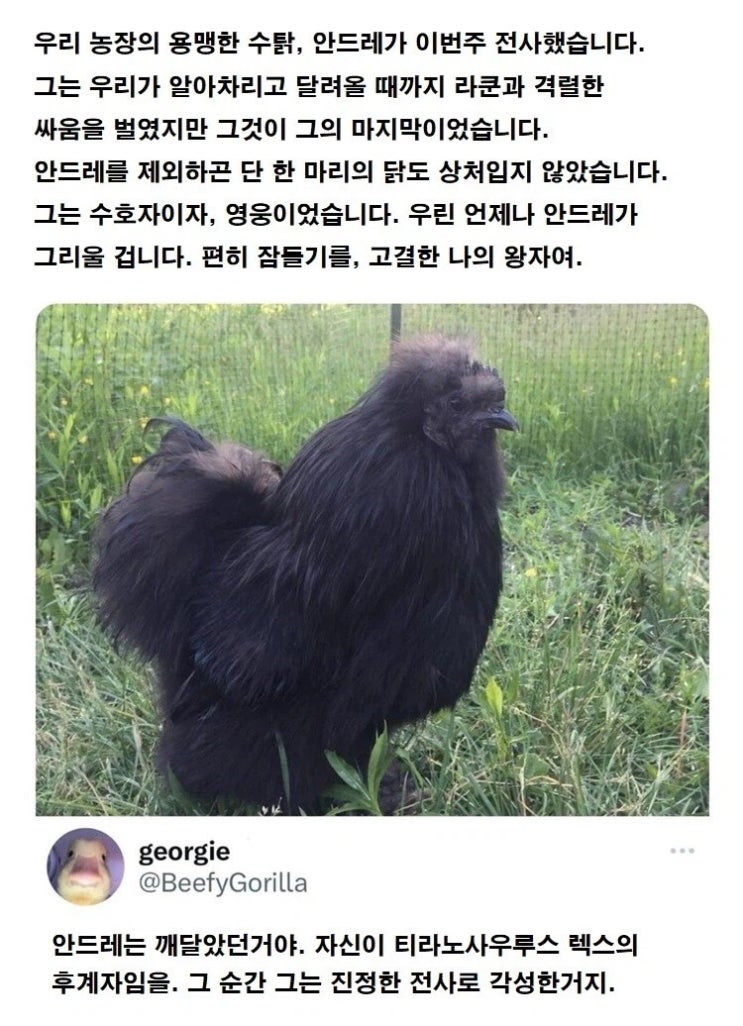  용맹한 수탉의 죽음.txt