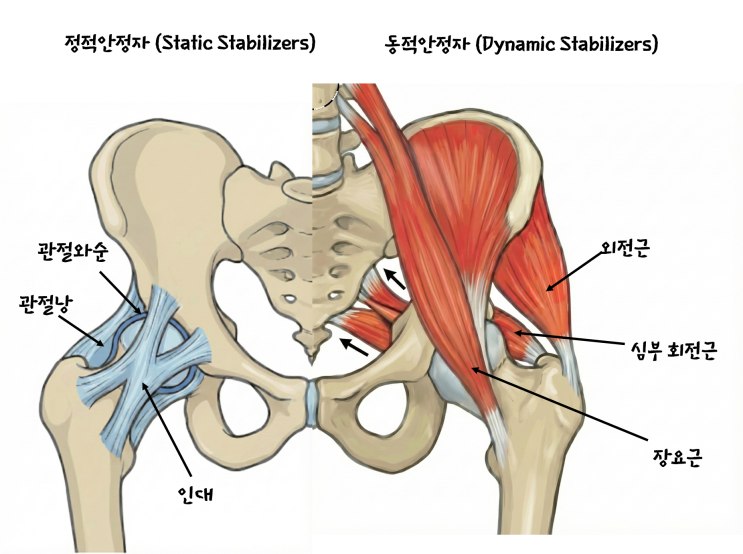  무용수의 고관절, 왜 유연한데도 아플까요?