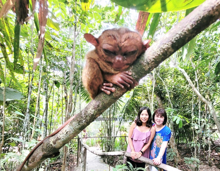  필리핀 보홀 자유여행 패키지 일정 3박 5일 단독 투어 비용