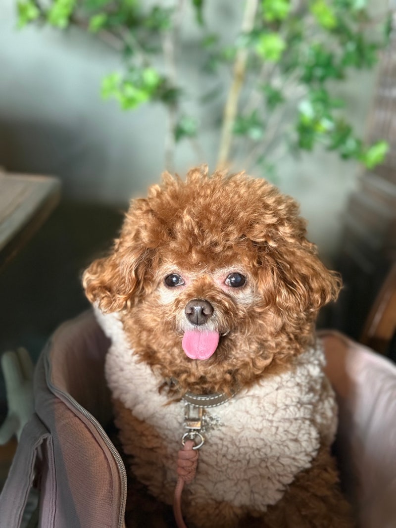 초기 신부전, 방광염 강아지 치료 보조제, 영양제 기록 (2026년초)