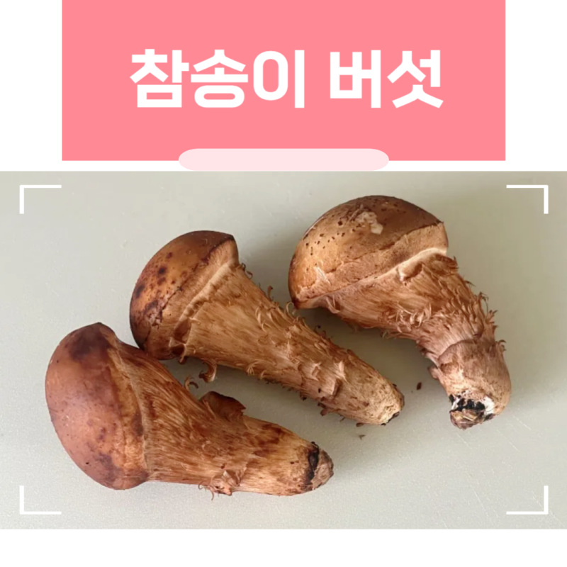 참송이 버섯 생으로 먹는 법 세척 보관법