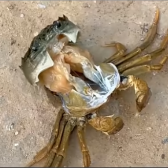  가장 맛있는 한 입, 알고 보면 게의 가장 처절한 사투
