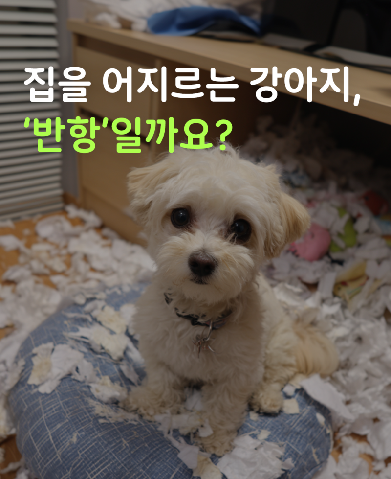 안녕하개
