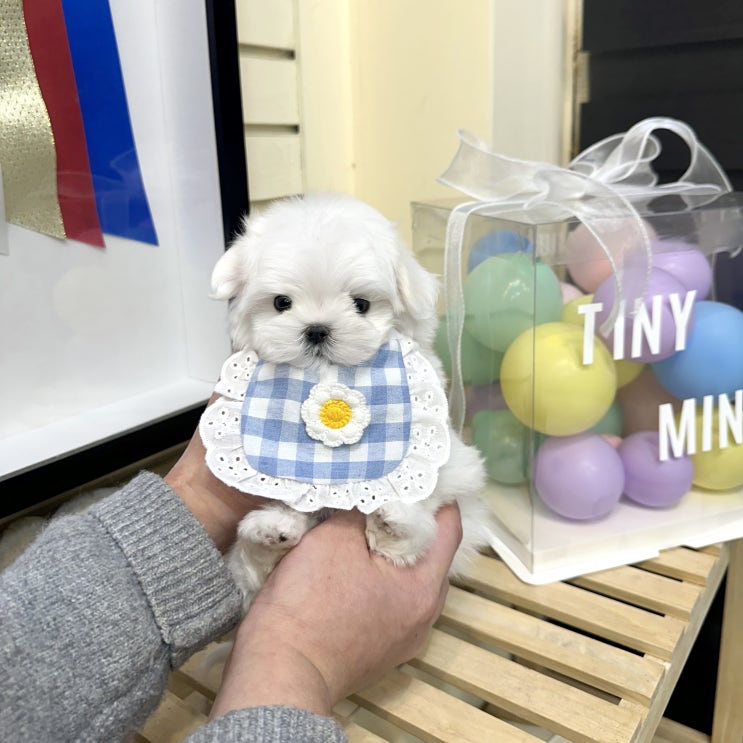  울산말티즈분양 고민 중이라면 , 결국 티니미니로 방문하게 되더라구요
