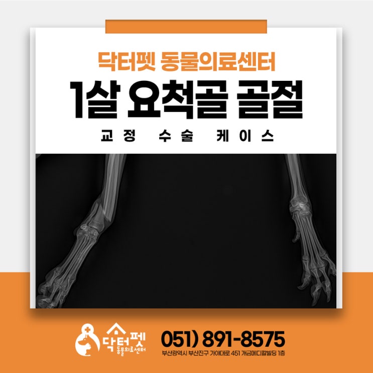  그레이하운드 긴 다리가 부러졌어요 부산 강아지 골절수술 동물병원