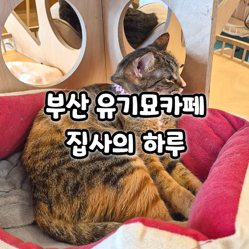  집사의 하루 부산 전포점 고양이카페 방문 후기