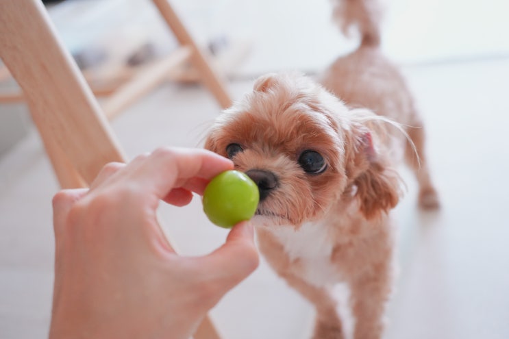  강아지 고양이 포도 샤인머스켓 치사량과 응급처치 방법