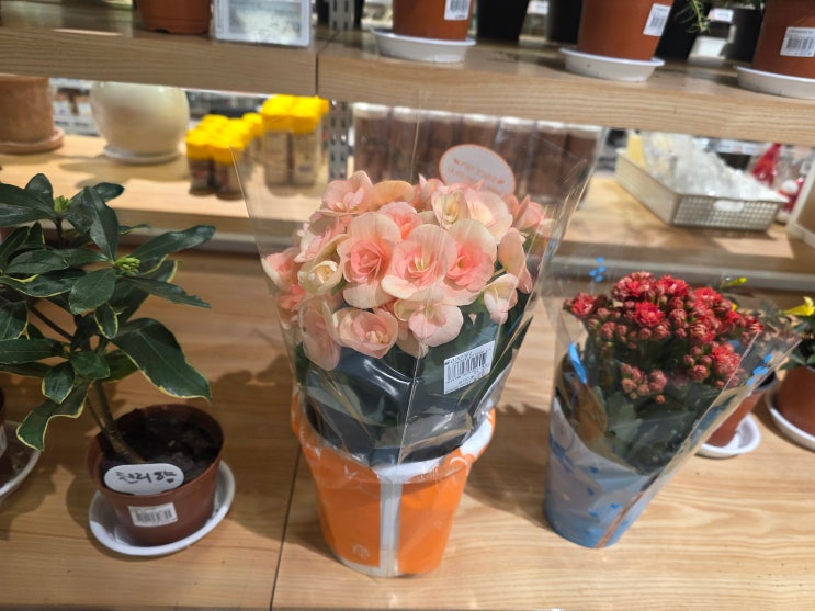  이마트 둔산점 꽃 이야기｜베고니아가 전해준 봄과 꽃말