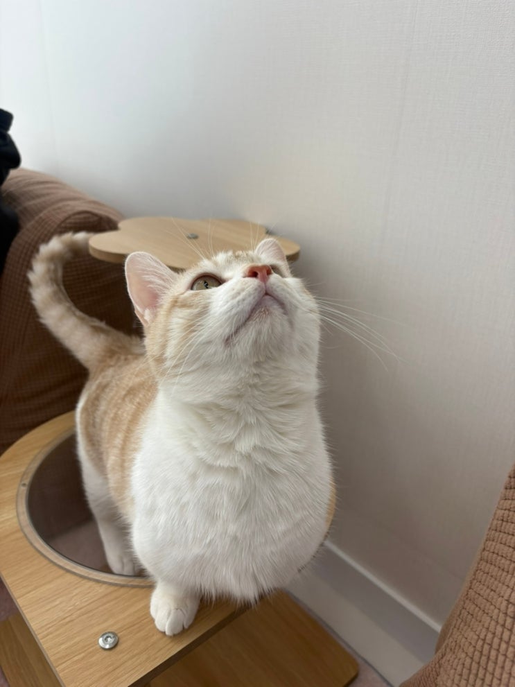  원주고양이카페 추천! 고양이 미용·호텔까지 가능한 오묘 방문 후기