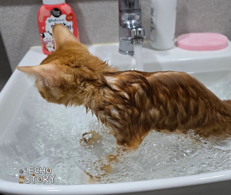  고양이 목욕, 태태와 모카의 목욕시키는 방법과 목욕 팁