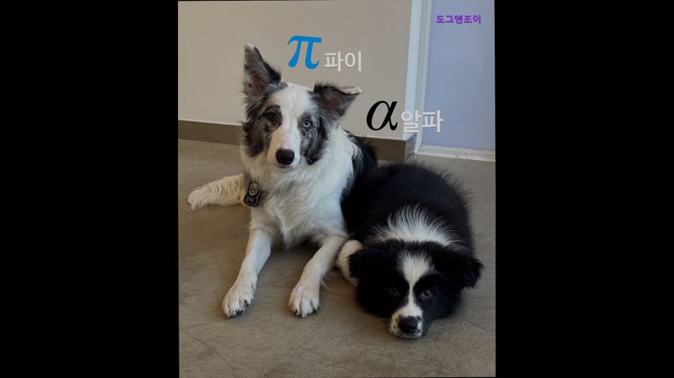 도그앤조이 사진 2