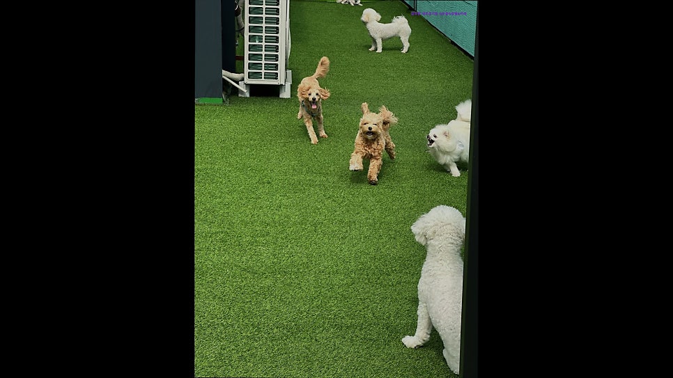 깜장콩 사진 2