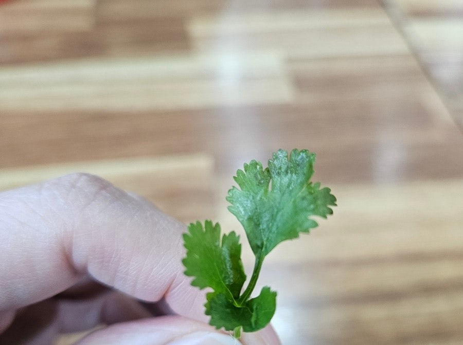 다미하노이쌀국수 사진 3