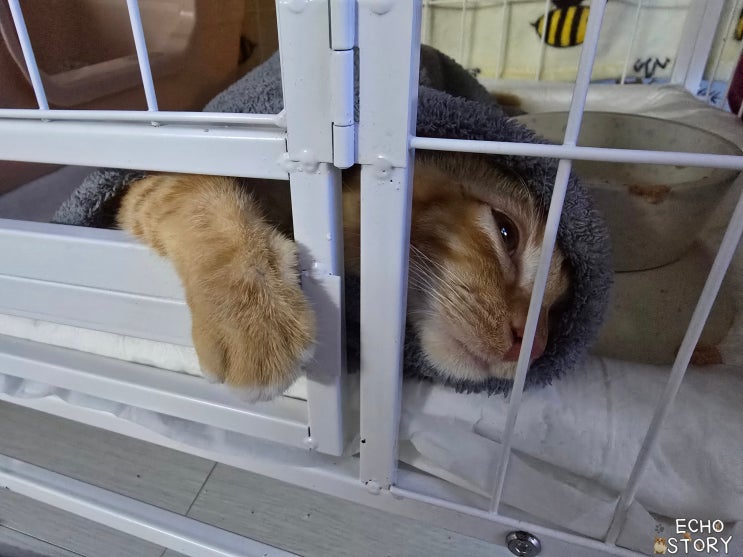  고양이 신경증상 발작은 없었지만, 처음 보는 증상이 나타난 하루