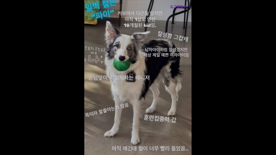 도그앤조이 사진 1