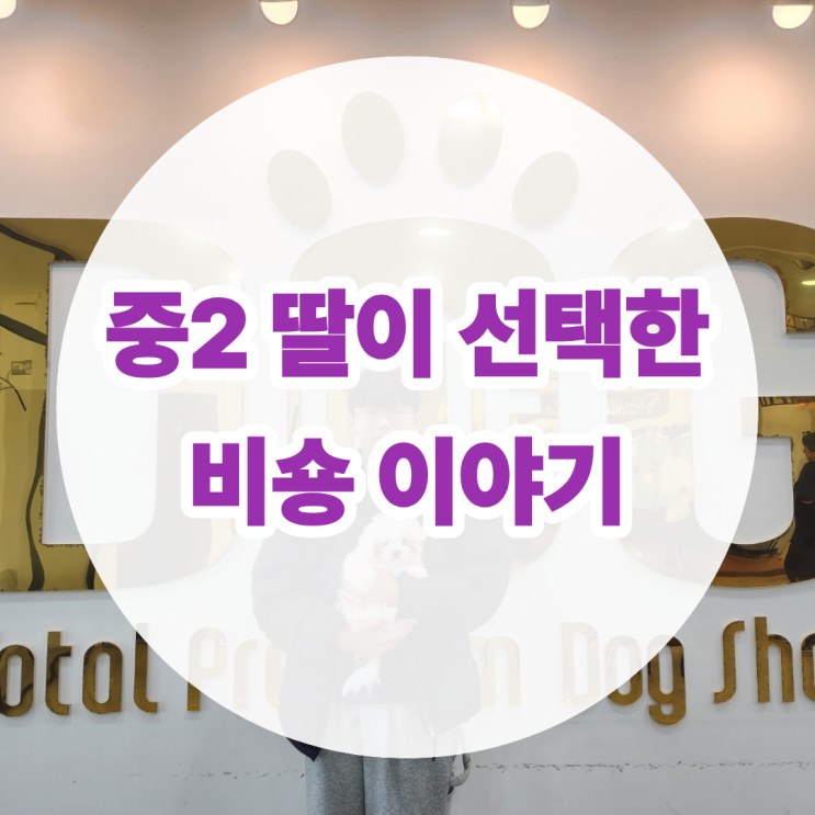  세종시 미니비숑 분양 후기 , 중2 딸이 선택한 눈물 많은 왕자님