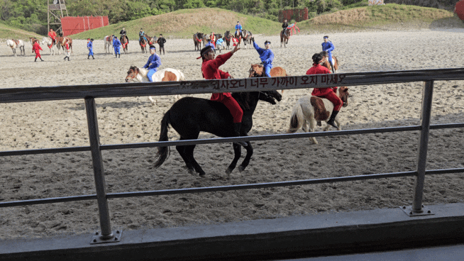 제주도 효도여행 말쇼 (기마공연) 더마파크