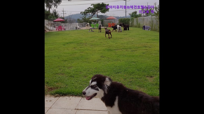 강아지유치원&애견호텔&강아지교육 락
