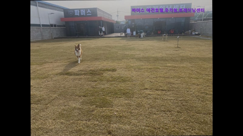 파머스 애견호텔,유치원,트레이닝센터