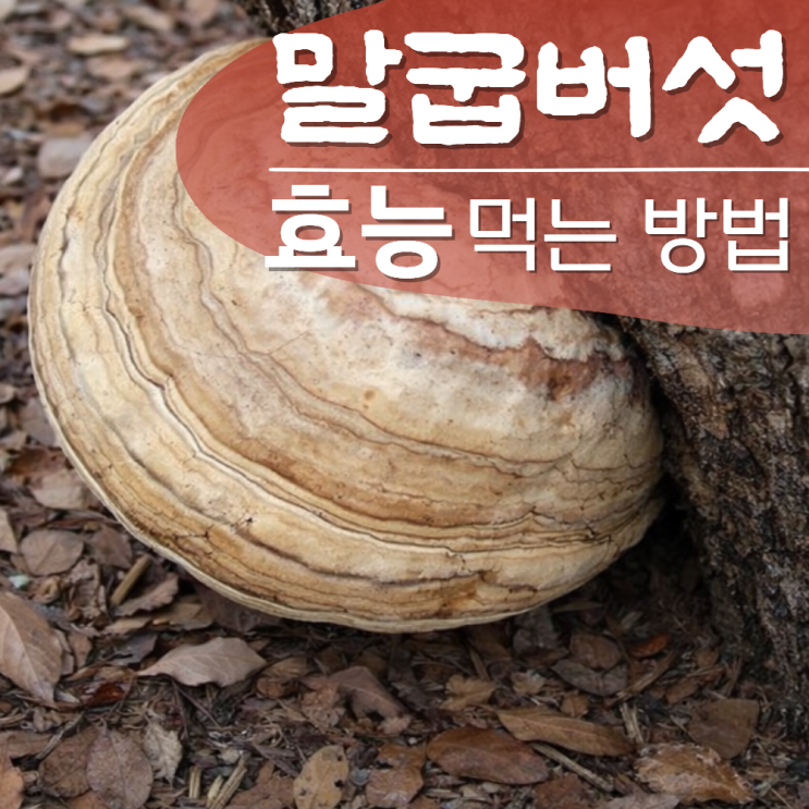  말굽버섯 효능 먹는 방법 부작용