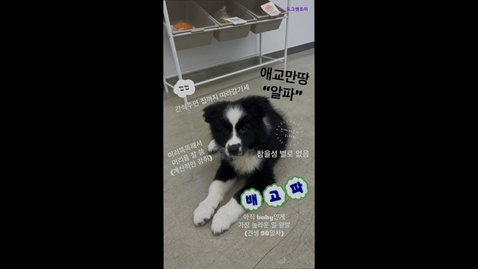 도그앤조이 사진 3