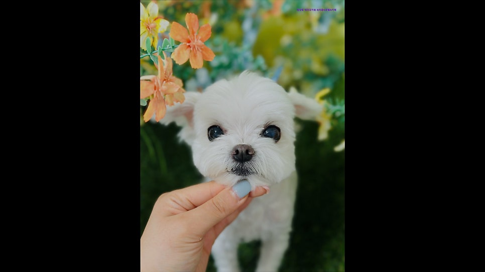 깜장콩 사진 4