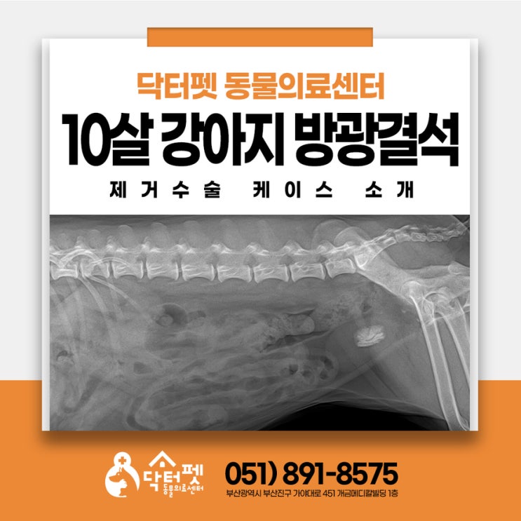  건강해 보였던 10살 믹스견 검진 했더니 돌이? 부산 강아지 외과 동물병원