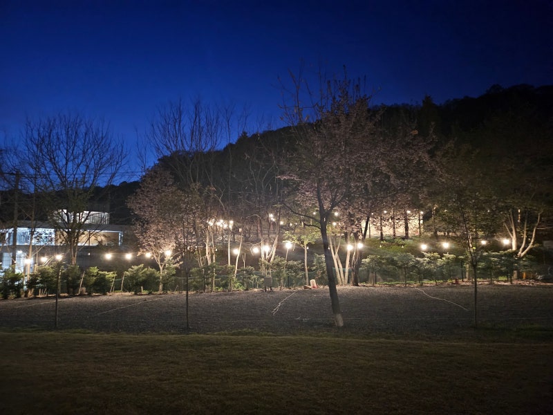 반려견 캠프N 쉼터 살빛봄날 품격의 숨소리