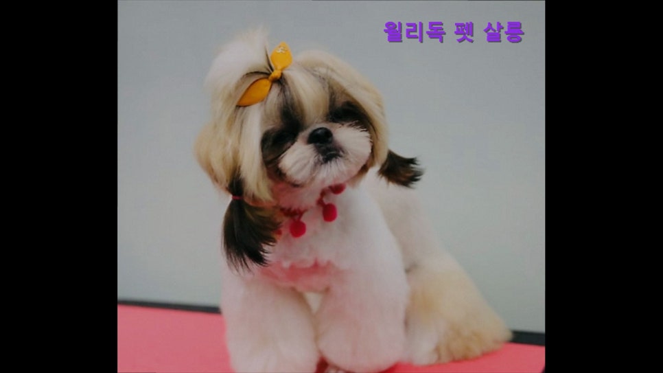 윌리독 사진 2