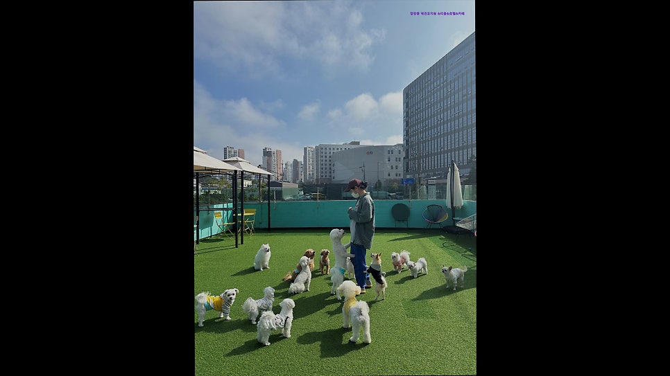 깜장콩 사진 5