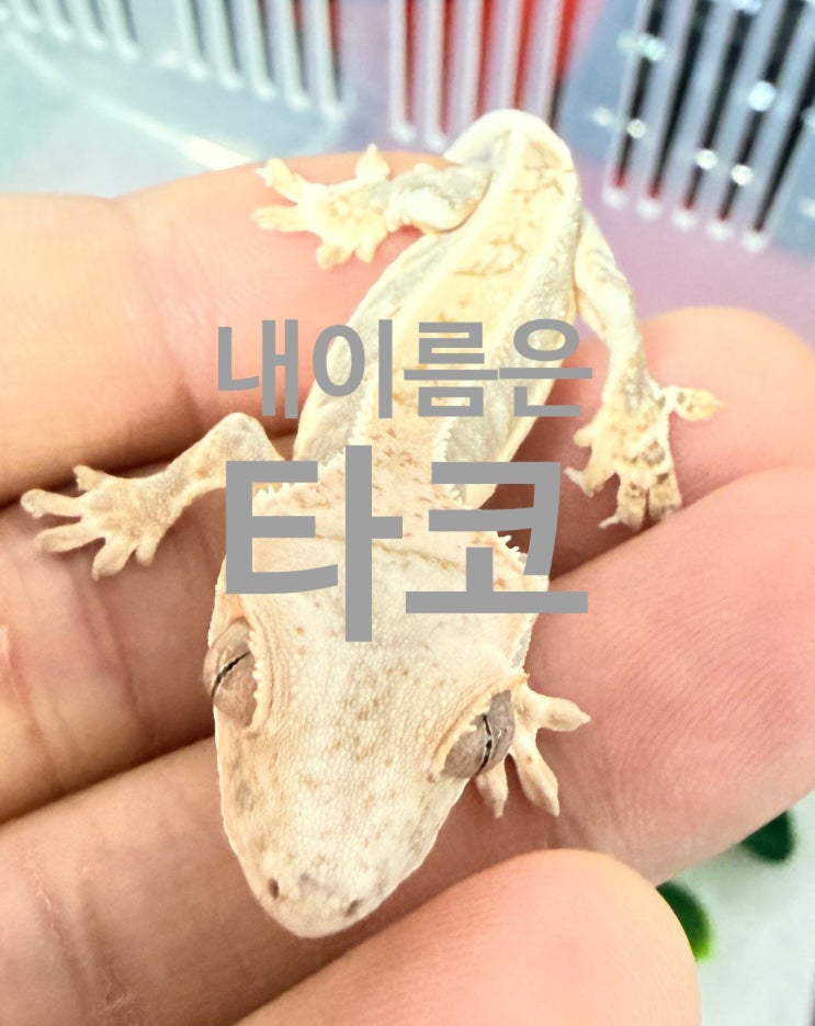  안녕하세요? 저는 릴리화이트 크레스티드 게코, 타코예요!