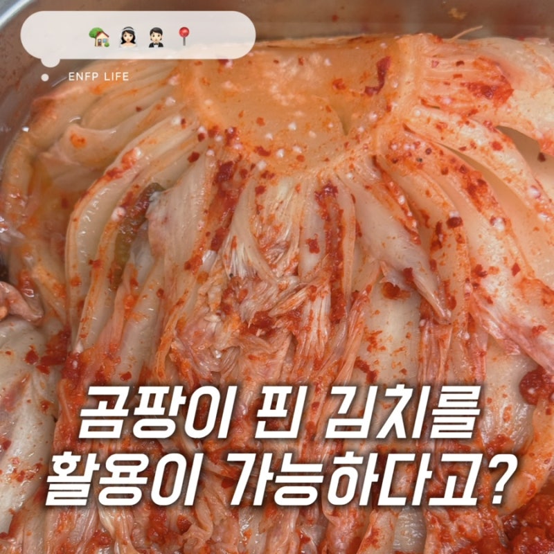 김치 하얀곰팡이?곰팡이가 아니에요 버리지마세요!해결법 총정리